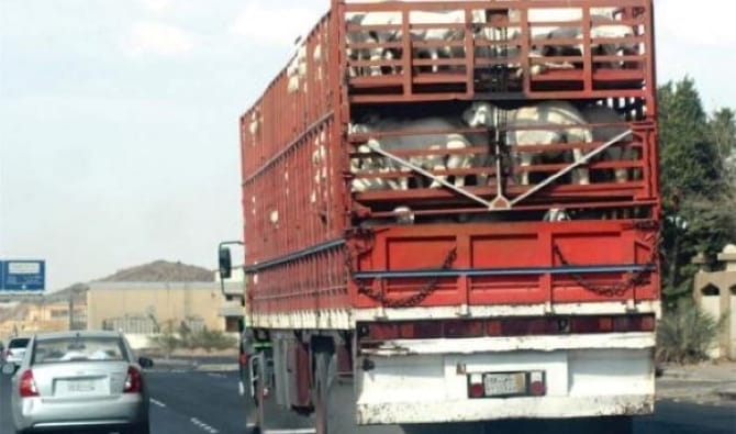 شاحنة محمّلة بالخرفان تقع في قبضة الأمن بمراكش