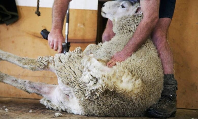 غياب الأحزاب السياسية عن تأطير المواطنين بشأن التفاعل مع عدم نحر أضاحي العيد % غياب الأحزاب السياسية عن تأطير المواطنين بشأن التفاعل مع عدم نحر أضاحي العيد