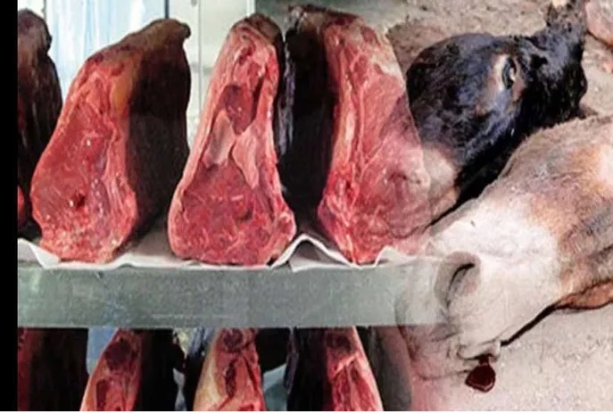 " رؤوس حمير '' تستنفر السلطات العمومية بسلا