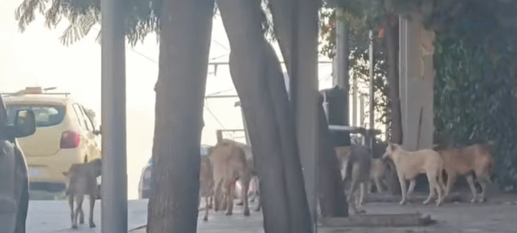 كلاب ضالة تشكل خطرًا على ساكنة تابريكت: معاناة مستمرة