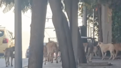 كلاب ضالة تشكل خطرًا على ساكنة تابريكت: معاناة مستمرة