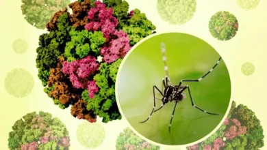 استنفار في الصين لاحتواء «شيكونغونيا» وخبراء مغاربة يوضحون التفاصيل