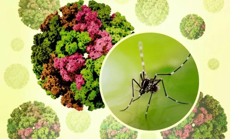 استنفار في الصين لاحتواء «شيكونغونيا» وخبراء مغاربة يوضحون التفاصيل % استنفار في الصين لاحتواء «شيكونغونيا» وخبراء مغاربة يوضحون التفاصيل