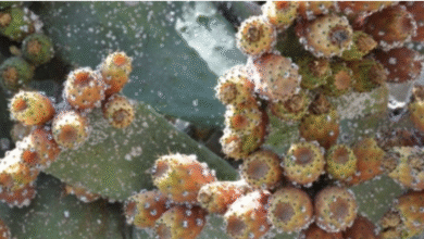 فضيحة المليار في صبار سيدي إفني تكشف صفقات مشبوهة للأحرار