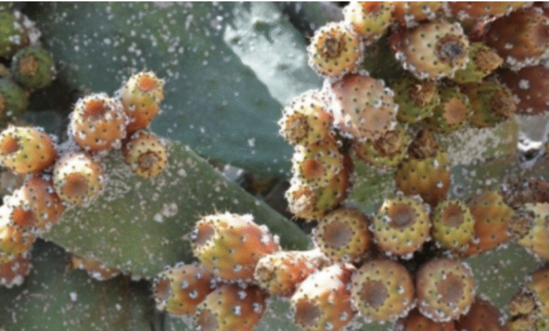 فضيحة المليار في صبار سيدي إفني تكشف صفقات مشبوهة للأحرار % فضيحة المليار في صبار سيدي إفني تكشف صفقات مشبوهة للأحرار