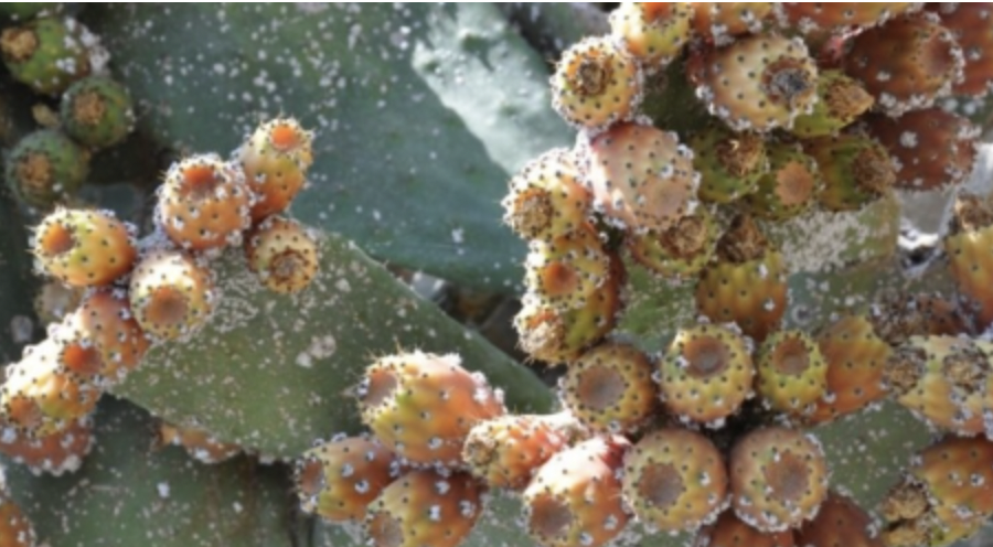 فضيحة المليار في صبار سيدي إفني تكشف صفقات مشبوهة للأحرار