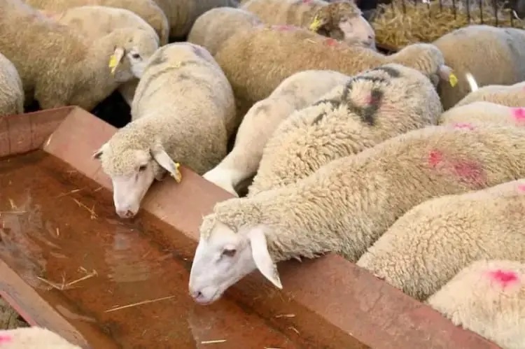 وزارة الفلاحة تعلن إلغاء قرار منع ذبح إناث الأغنام و الماعز % images 1 2