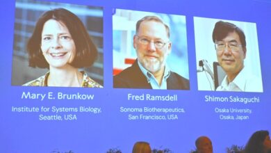 نوبل الطب 2025... حين يكتشف العلماء سرّ توازن المناعة بين الحياة والدمار