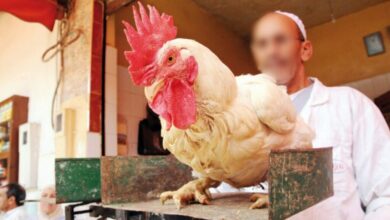 احتكار الدجاج في المغرب.. من يلتهم جيوب المغاربة؟