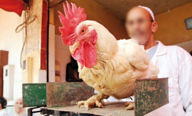 احتكار الدجاج في المغرب.. من يلتهم جيوب المغاربة؟ % احتكار الدجاج في المغرب.. من يلتهم جيوب المغاربة؟