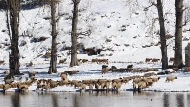 الأرصاد: انخفاض في الحرارة وأمطار رعدية ابتداءً من الاثنين