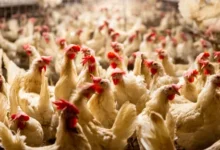 زلزال فسوق الدجاج.. مجلس المنافسة دار "المباغتة" ونزل على شركات العلف % زلزال فسوق الدجاج.. مجلس المنافسة دار "المباغتة" ونزل على شركات العلف