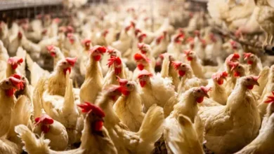 زلزال فسوق الدجاج.. مجلس المنافسة دار "المباغتة" ونزل على شركات العلف