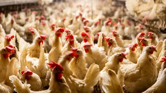 زلزال فسوق الدجاج.. مجلس المنافسة دار "المباغتة" ونزل على شركات العلف