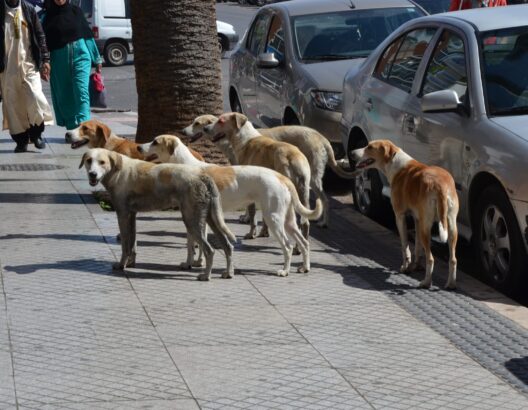 انتشار الكلاب الضالة بسلا يثير مخاوف ويستدعي تدخلًا سريعًا