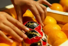 البرتقال المغربي يعود إلى الواجهة رغم العطش والمنافسة