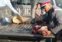 الدرك الملكي يتلف لحوماً فاسدة بتامنصورت % الدرك الملكي يتلف لحوماً فاسدة بتامنصورت