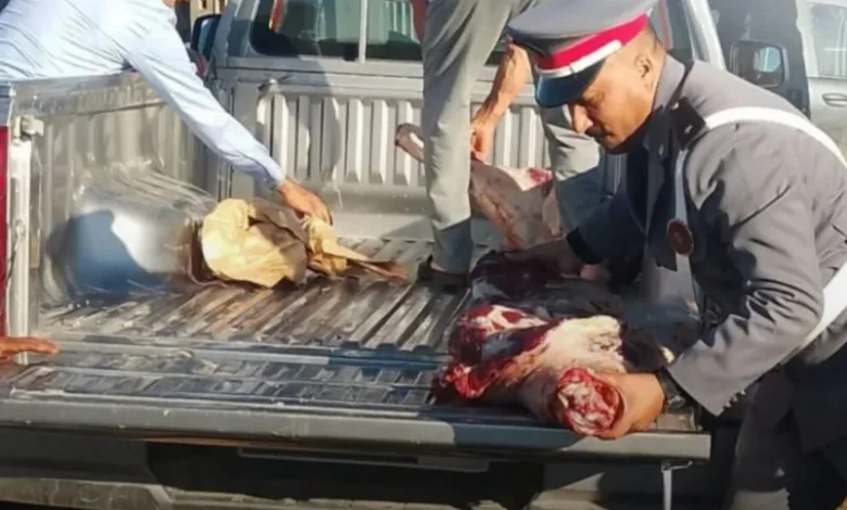 الدرك الملكي يتلف لحوماً فاسدة بتامنصورت % الدرك الملكي يتلف لحوماً فاسدة بتامنصورت