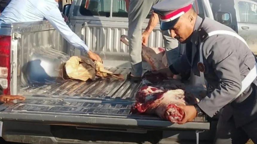 الدرك الملكي يتلف لحوماً فاسدة بتامنصورت