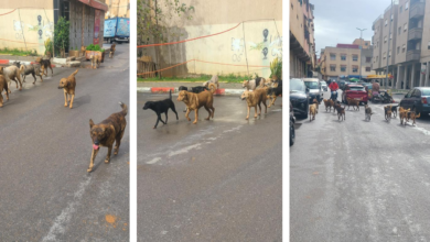 من الطرقات إلى الكلاب الضالة… سلا تختصر فشل التدبير الحضري