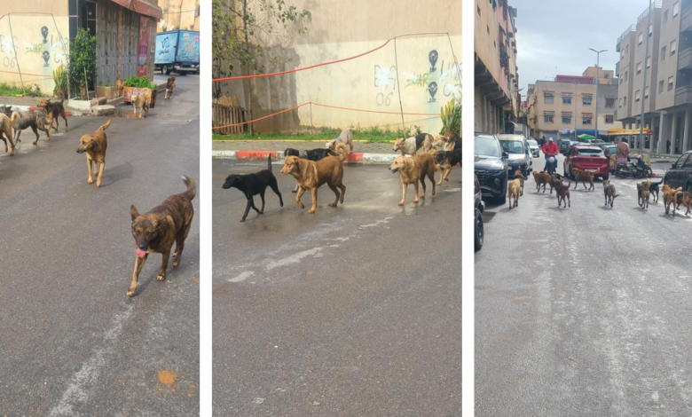 من الطرقات إلى الكلاب الضالة… سلا تختصر فشل التدبير الحضري