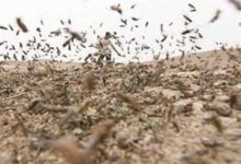 الجراد يزحف نحو الحواضر الجنوبية والسلطات تطمئن