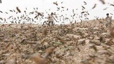 الجراد يزحف نحو الحواضر الجنوبية والسلطات تطمئن
