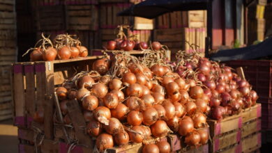 ارتفاع صادرات البصل المغربي يقابله غلاء الأسعار في السوق المحلية % ارتفاع صادرات البصل المغربي يقابله غلاء الأسعار في السوق المحلية