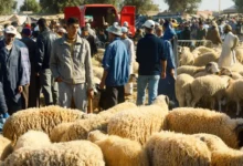 عيد الأضحى 2026 بالمغرب: توفر الأضاحي وأسعار بين 3000 و4000 درهم