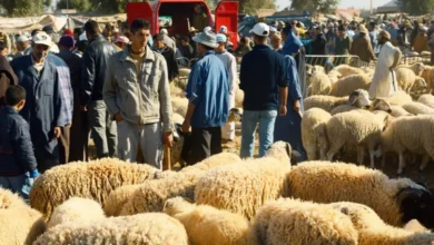 عيد الأضحى 2026 بالمغرب: توفر الأضاحي وأسعار بين 3000 و4000 درهم