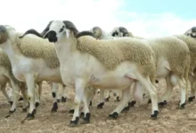 عيد الأضحى يقترب… هل تنقذ الحكومة القطيع أم تروّض الغلاء؟ % عيد الأضحى يقترب… هل تنقذ الحكومة القطيع أم تروّض الغلاء؟