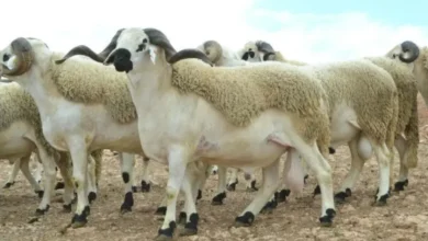 عيد الأضحى يقترب… هل تنقذ الحكومة القطيع أم تروّض الغلاء؟ % عيد الأضحى يقترب… هل تنقذ الحكومة القطيع أم تروّض الغلاء؟