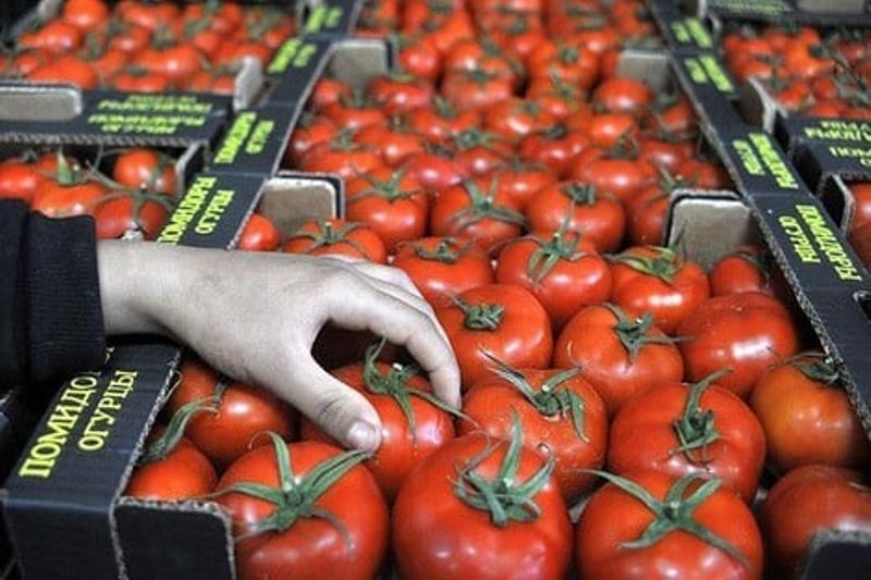 حقيقة وقف صادرات الطماطم المغربية: توضيحات رسمية ونفي الشائعات