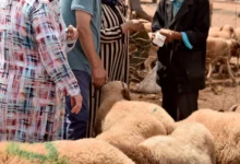 سوق الأضاحي بين تضخم الأسعار وفوضى التصريحات بالمغرب