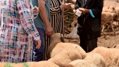 سوق الأضاحي بين تضخم الأسعار وفوضى التصريحات بالمغرب