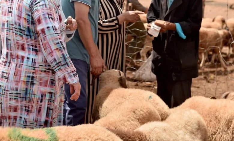 سوق الأضاحي بين تضخم الأسعار وفوضى التصريحات بالمغرب