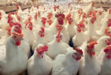 تراجع أسعار الدجاج بالمغرب بعد وفرة العرض