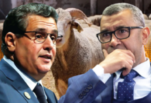 من هو البرلماني الفراقشي الذي يتستر عليه أخنوش استفاد من الملايين في دعم الأضاحي