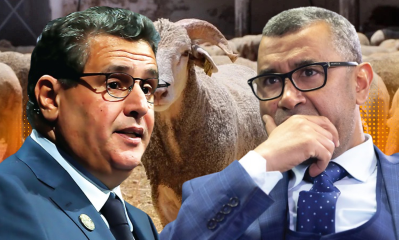 من هو البرلماني الفراقشي الذي يتستر عليه أخنوش استفاد من الملايين في دعم الأضاحي