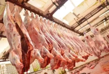 لحوم الأبقار تشتعل في المغرب… زيادات مرتقبة تضغط على جيوب المواطنين