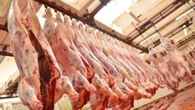 لحوم الأبقار تشتعل في المغرب… زيادات مرتقبة تضغط على جيوب المواطنين