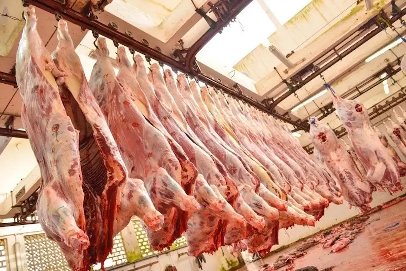 لحوم الأبقار تشتعل في المغرب… زيادات مرتقبة تضغط على جيوب المواطنين