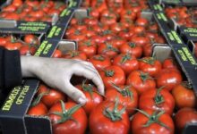 حقيقة وقف صادرات الطماطم المغربية: توضيحات رسمية ونفي الشائعات
