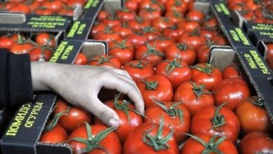 حقيقة وقف صادرات الطماطم المغربية: توضيحات رسمية ونفي الشائعات