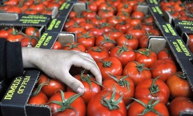 حقيقة وقف صادرات الطماطم المغربية: توضيحات رسمية ونفي الشائعات % حقيقة وقف صادرات الطماطم المغربية: توضيحات رسمية ونفي الشائعات
