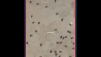بعد الأمطار والحرارة.. أسراب الحشرات تغزو مناطق بالمغرب % بعد الأمطار والحرارة.. أسراب الحشرات تغزو مناطق بالمغرب