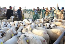 ضعف الإقبال على الأضاحي بالمغرب يثير قلق الكسابة قبل العيد