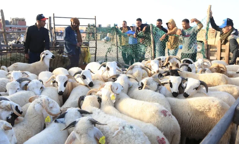 ضعف الإقبال على الأضاحي بالمغرب يثير قلق الكسابة قبل العيد