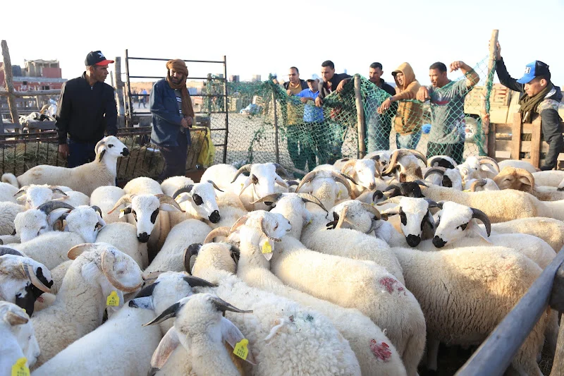 ضعف الإقبال على الأضاحي بالمغرب يثير قلق الكسابة قبل العيد