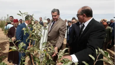 أخنوش ومخطط المغرب الأخضر.. نجاح في الخطاب وفشل في السوق